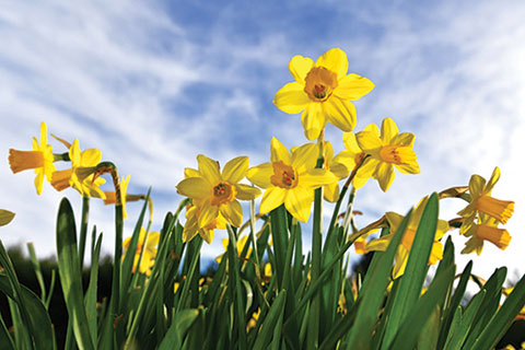 SPRING IS IN THE AIR! LOOKING TO BUY OR SELL? CALL ME!