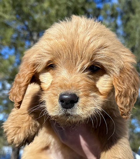 GOLDENDOODLE PUPPIES