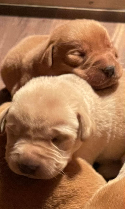 AKC AMERICAN LABRADOR WITH RED FOX COLOR