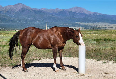 LIVESTOCK DRINKING POST LIVESTOCK DRINKING POST