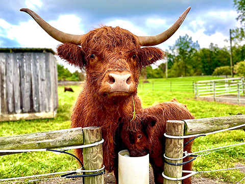 LIVESTOCK DRINKING POST LIVESTOCK DRINKING POST