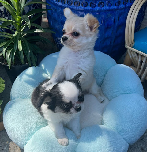 LONG HAIRED CHIHUAHUA PUPPIES LONG HAIRED CHIHUAHUA PUPPIES