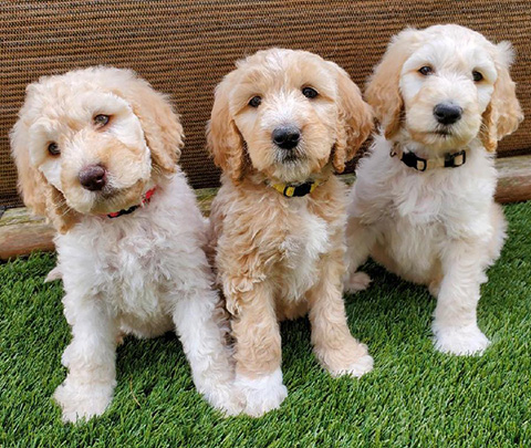 ADORABLE F1B GOLDENDOODLES ADORABLE F1B GOLDENDOODLES