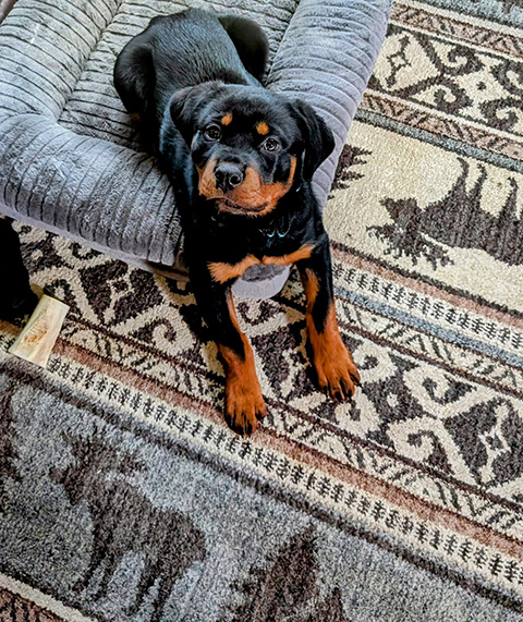 PUREBRED ROTTWEILER PUPPY PUREBRED ROTTWEILER PUPPY