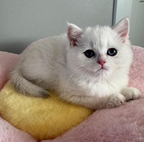 BRITISH KITTENS ARE AVAILABLE FOR A NEW HOME BRITISH KITTENS ARE AVAILABLE FOR A NEW HOME
