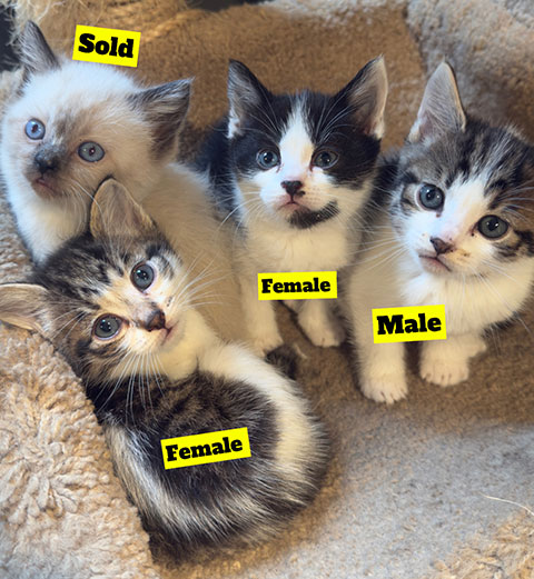 RAG DOLL MIX WITH DOMESTIC SHORTHAIR RAG DOLL MIX WITH DOMESTIC SHORTHAIR