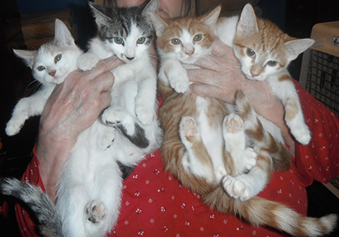 4 SWEET ADORABLE PLAYFUL KITTENS 4 SWEET ADORABLE PLAYFUL KITTENS
