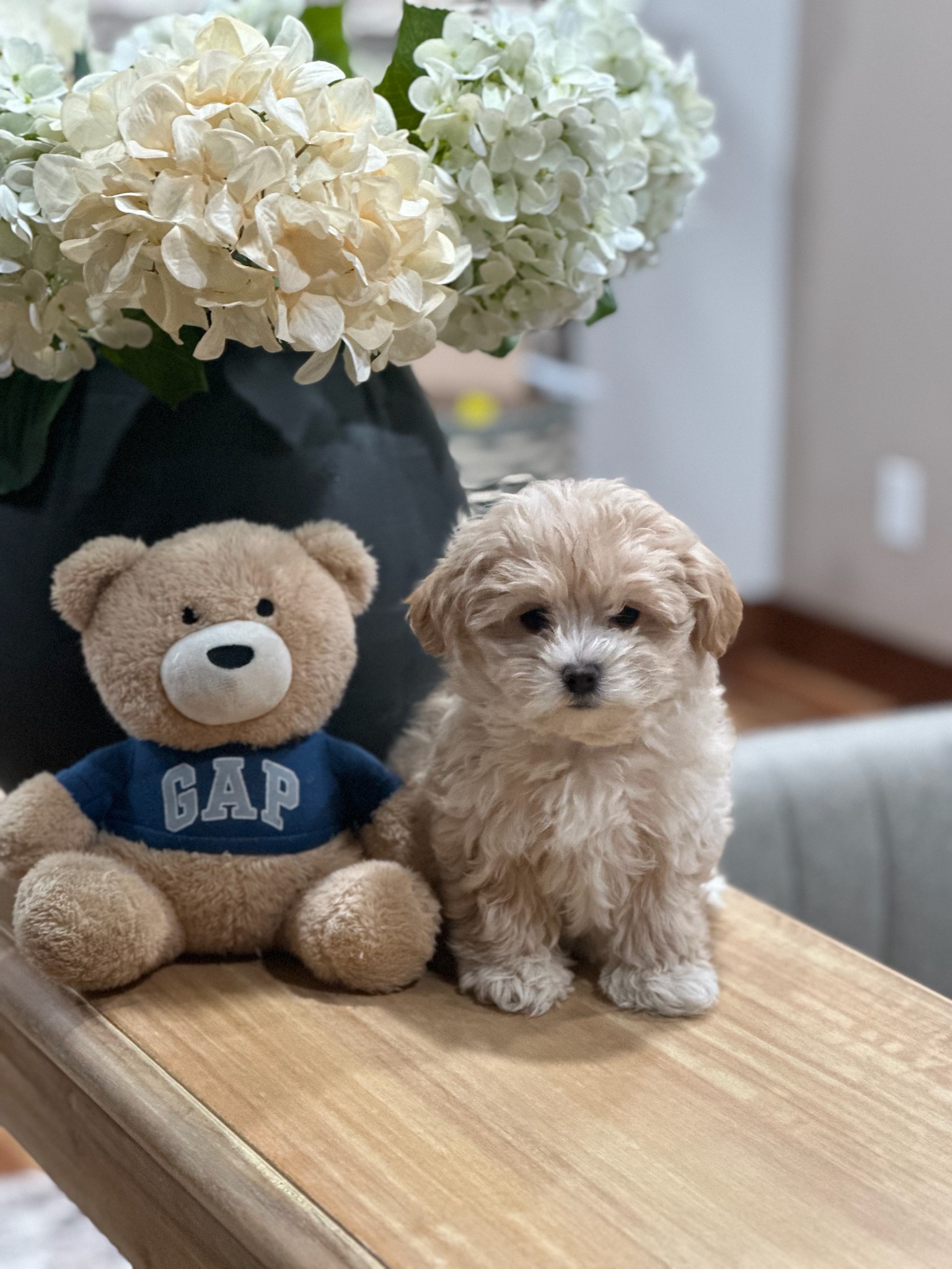 MALTIPOO PUPPIES MALTIPOO PUPPIES