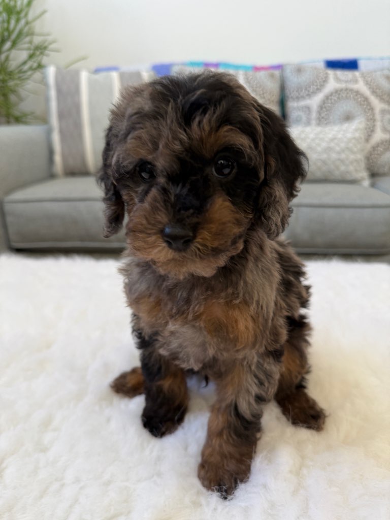 TOY COCKAPOO PUPPIES TOY COCKAPOO PUPPIES