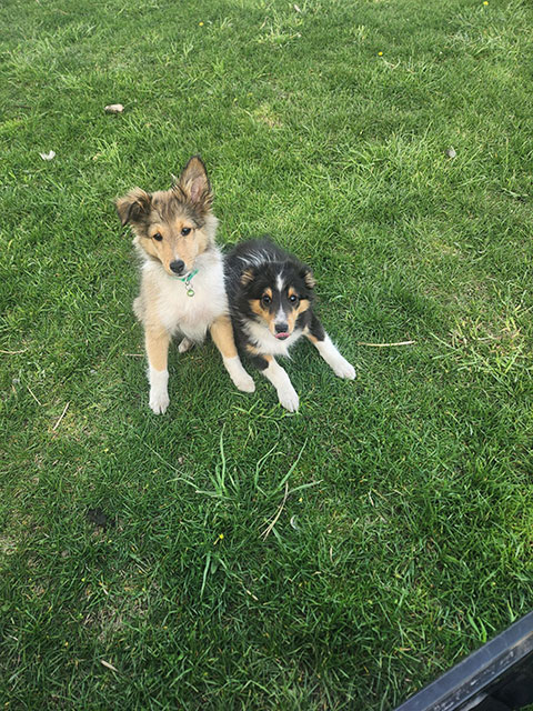 SHETLAND SHEEPDOGS PUPPIES -SHELTIE SHETLAND SHEEPDOGS PUPPIES -SHELTIE