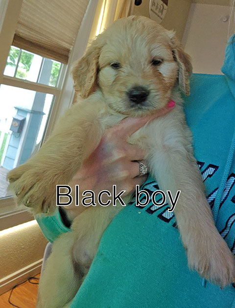 STANDARD GOLDENDOODLE PUPPIES STANDARD GOLDENDOODLE PUPPIES