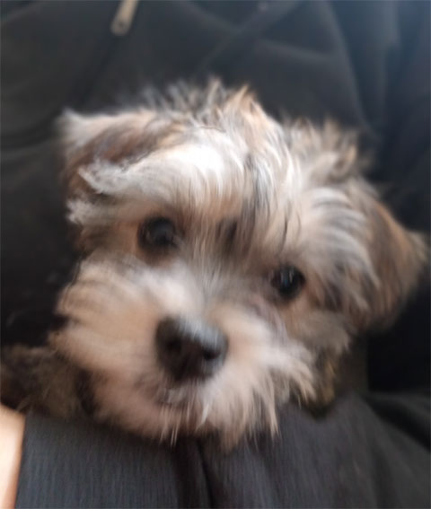 SWEET CAVA TZU PUPPIES SWEET CAVA TZU PUPPIES