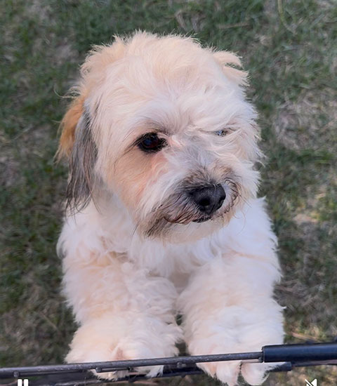 SELLING OUR SHIH POO SELLING OUR SHIH POO