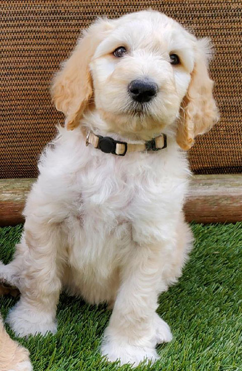 ADORABLE F1B GOLDENDOODLE ADORABLE F1B GOLDENDOODLE