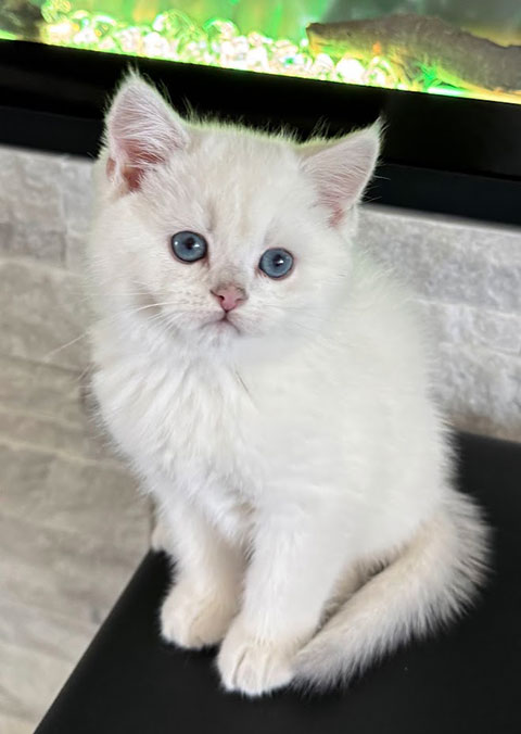 BRITISH KITTENS BRITISH KITTENS
