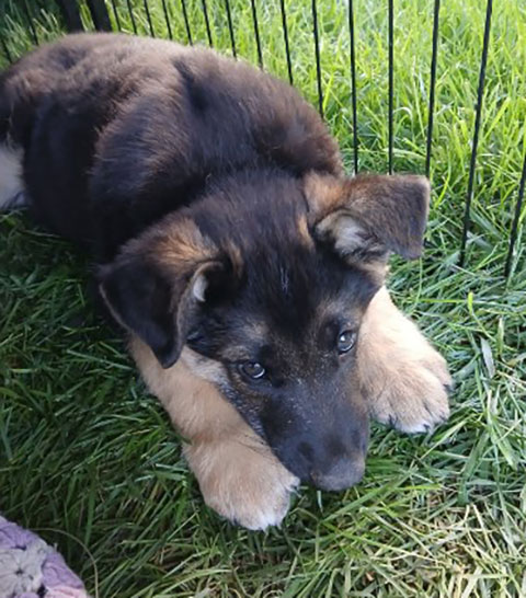 3 GERMAN SHEPHERD PUPPIES 3 GERMAN SHEPHERD PUPPIES