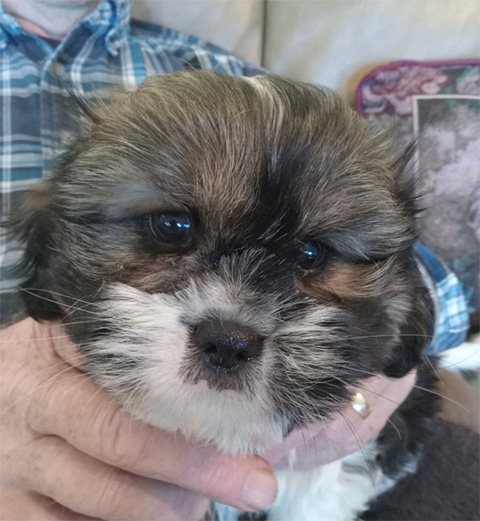 SWEET CAVA TZU PUPPIES SWEET CAVA TZU PUPPIES