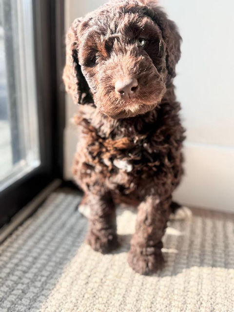 TRIPLE DOODLE PUPPIES! TRIPLE DOODLE PUPPIES!