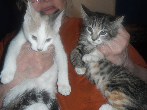 2 SWEET ADORABLE PLAYFUL KITTENS 2 SWEET ADORABLE PLAYFUL KITTENS