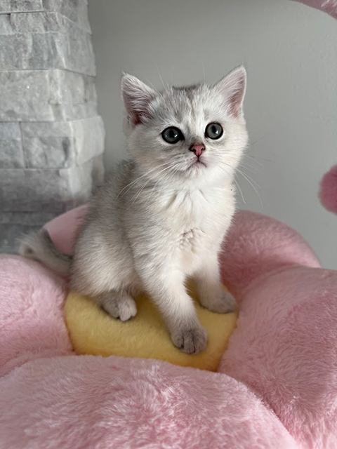 BRITISH KITTENS BRITISH KITTENS