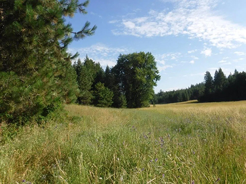 NEW LAND DEVELOPMENT BY LOON LAKE NEW LAND DEVELOPMENT BY LOON LAKE