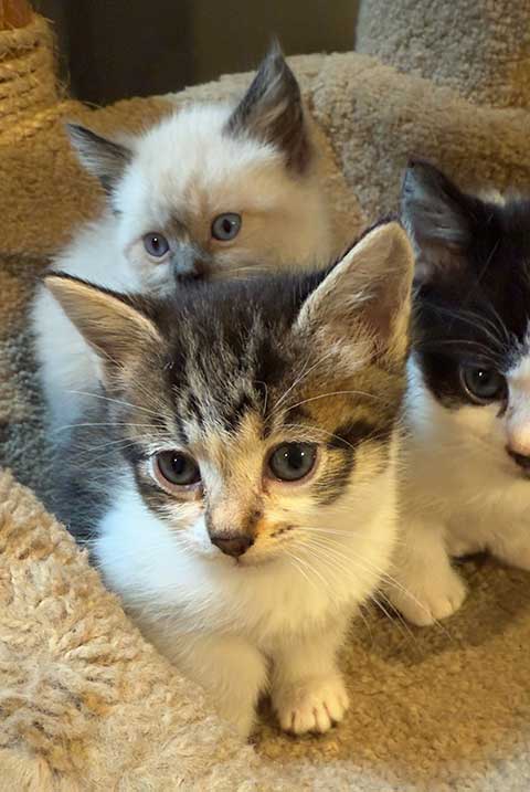 RAG DOLL MIX WITH DOMESTIC SHORTHAIR RAG DOLL MIX WITH DOMESTIC SHORTHAIR