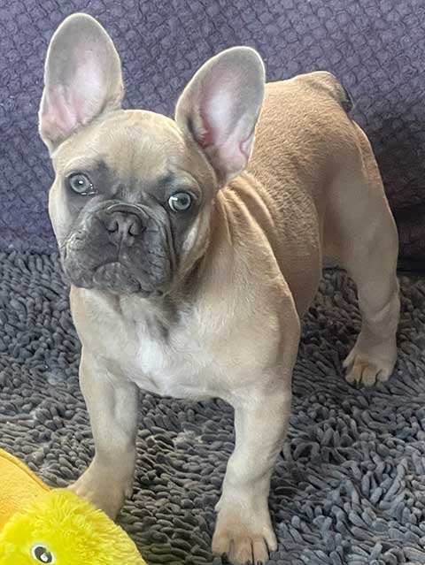 AKC FRENCH BULLDOG PUPPY AKC FRENCH BULLDOG PUPPY