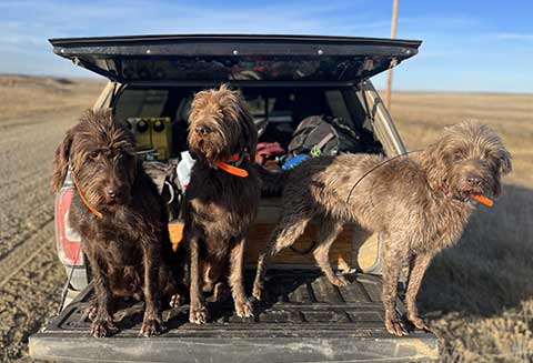 NORTH AMERICAN PUDELPOINTER PUPPIES NORTH AMERICAN PUDELPOINTER PUPPIES