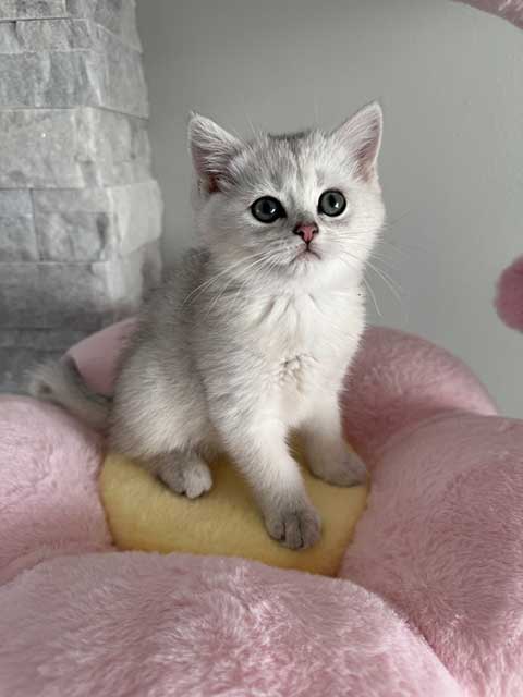 THESE BRITISH KITTENS ARE LOOKING FOR A NEW HOME! THESE BRITISH KITTENS ARE LOOKING FOR A NEW HOME!