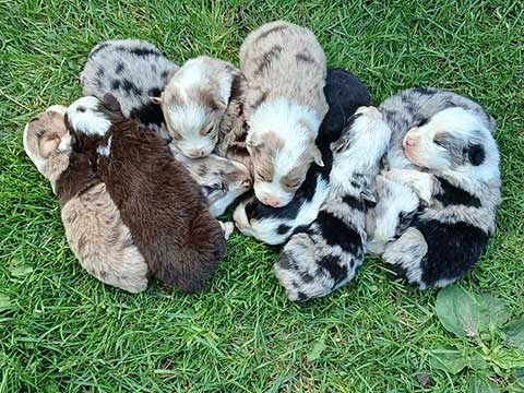 AUSSIES AUSSIES