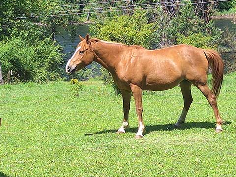 CHESTNUT MARE CHESTNUT MARE