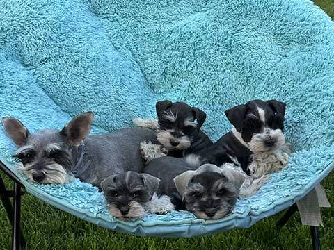 ADORABLE MINI SCHNAUZERS ADORABLE MINI SCHNAUZERS