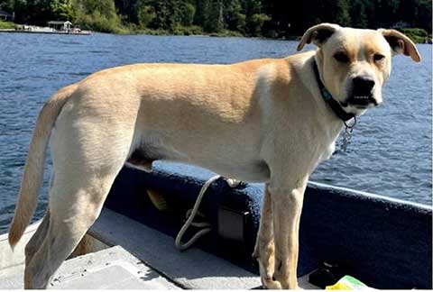 MISSING MALE BLONDE LAB MIX MISSING MALE BLONDE LAB MIX