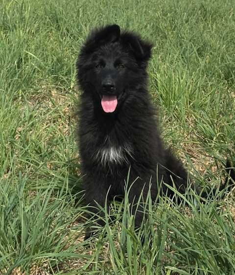 EUROPEAN AKC GERMAN SHEPHERD PUPPIES EUROPEAN AKC GERMAN SHEPHERD PUPPIES
