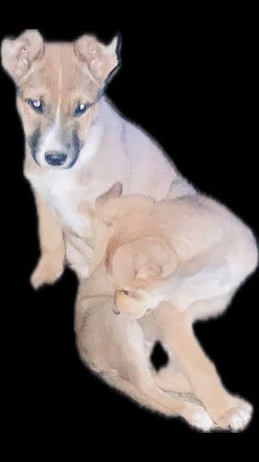 GERMAN SHEPHERD/ RHODESIAN MIX PUPPIES GERMAN SHEPHERD/ RHODESIAN MIX PUPPIES