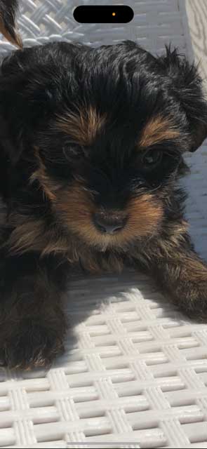 PUREBRED YORKIE TERRIER PUPPIES PUREBRED YORKIE TERRIER PUPPIES