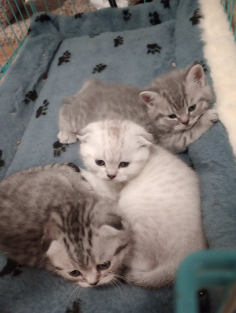 THREE SCOTTISH FOLD KITTENS THREE SCOTTISH FOLD KITTENS