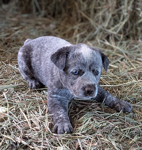 BEAUTIFUL HEELER PUPPIES BEAUTIFUL HEELER PUPPIES
