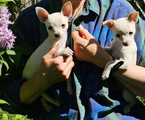 FEMALE CHIHUAHUA PUPPIES FEMALE CHIHUAHUA PUPPIES