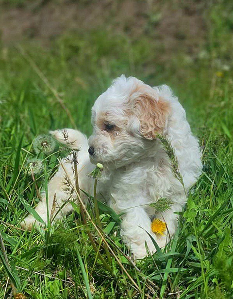 MINI SCHNOODLE PUPPIES MINI SCHNOODLE PUPPIES