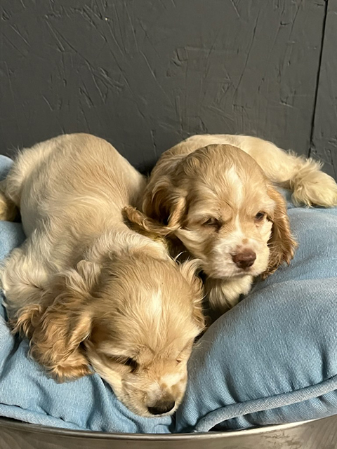 AMERICAN COCKER SPANIEL PUPPIES AMERICAN COCKER SPANIEL PUPPIES