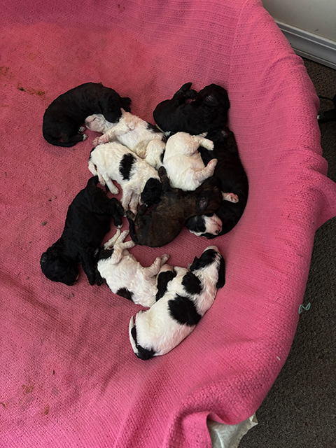 PUREBRED PARTI STANDARD POODLES PUREBRED PARTI STANDARD POODLES