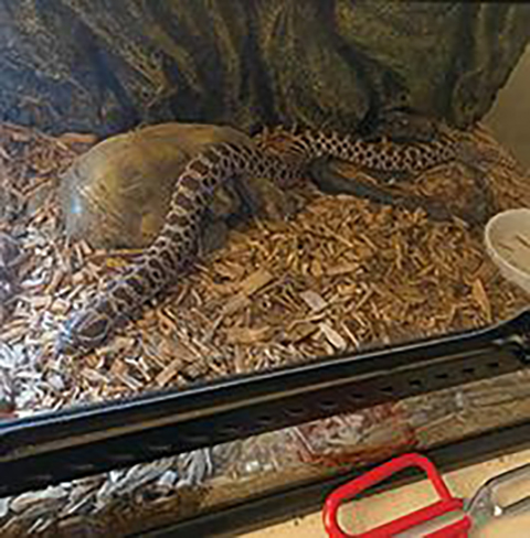 WESTERN HOGGED NOSE SNAKE WESTERN HOGGED NOSE SNAKE