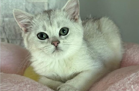 BRITISH KITTENS BRITISH KITTENS