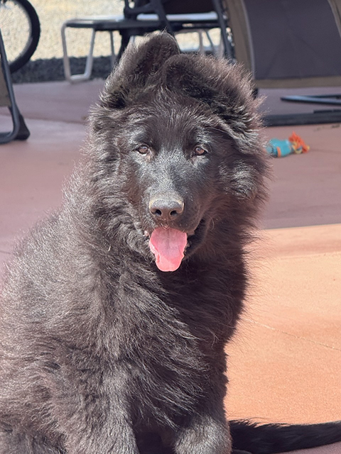 AKC GERMAN SHEPHERD PUPPIES AKC GERMAN SHEPHERD PUPPIES