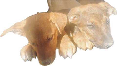 GERMAN SHEPHERD/ RHODESIAN MIX PUPPIES GERMAN SHEPHERD/ RHODESIAN MIX PUPPIES