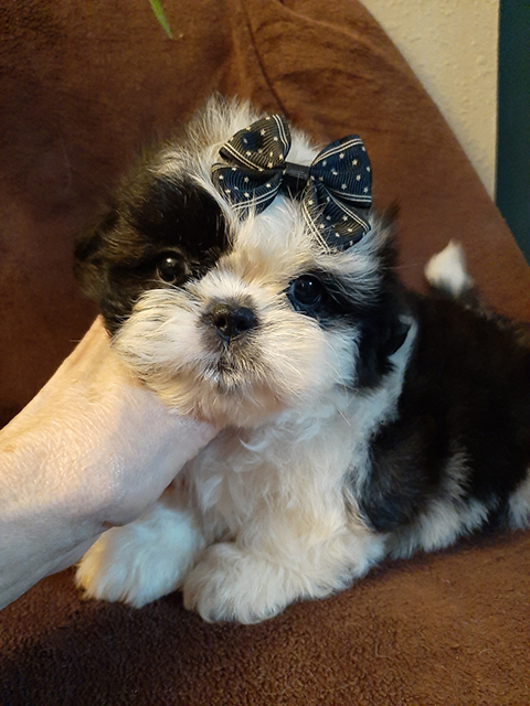AKC SHIH TZU PUPPIES, AKC SHIH TZU PUPPIES,
