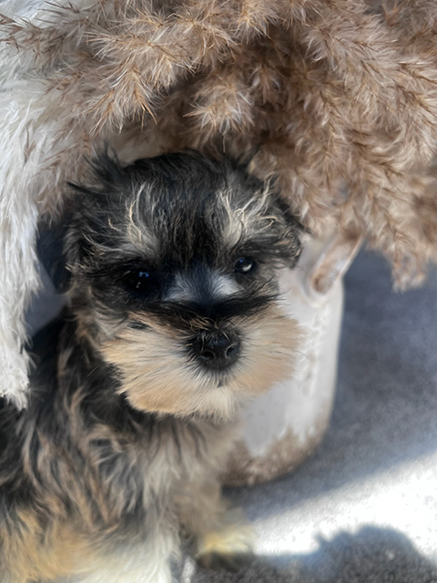 MINIATURE/ TOY SCHNAUZER PUPPIES MINIATURE/ TOY SCHNAUZER PUPPIES
