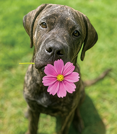 TWO FEMALE PURE ENGLISH MASTIFF SISTERS TWO FEMALE PURE ENGLISH MASTIFF SISTERS