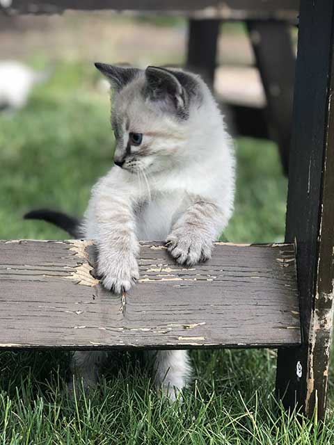 RAGDOLL SIAMESE KITTENS RAGDOLL SIAMESE KITTENS